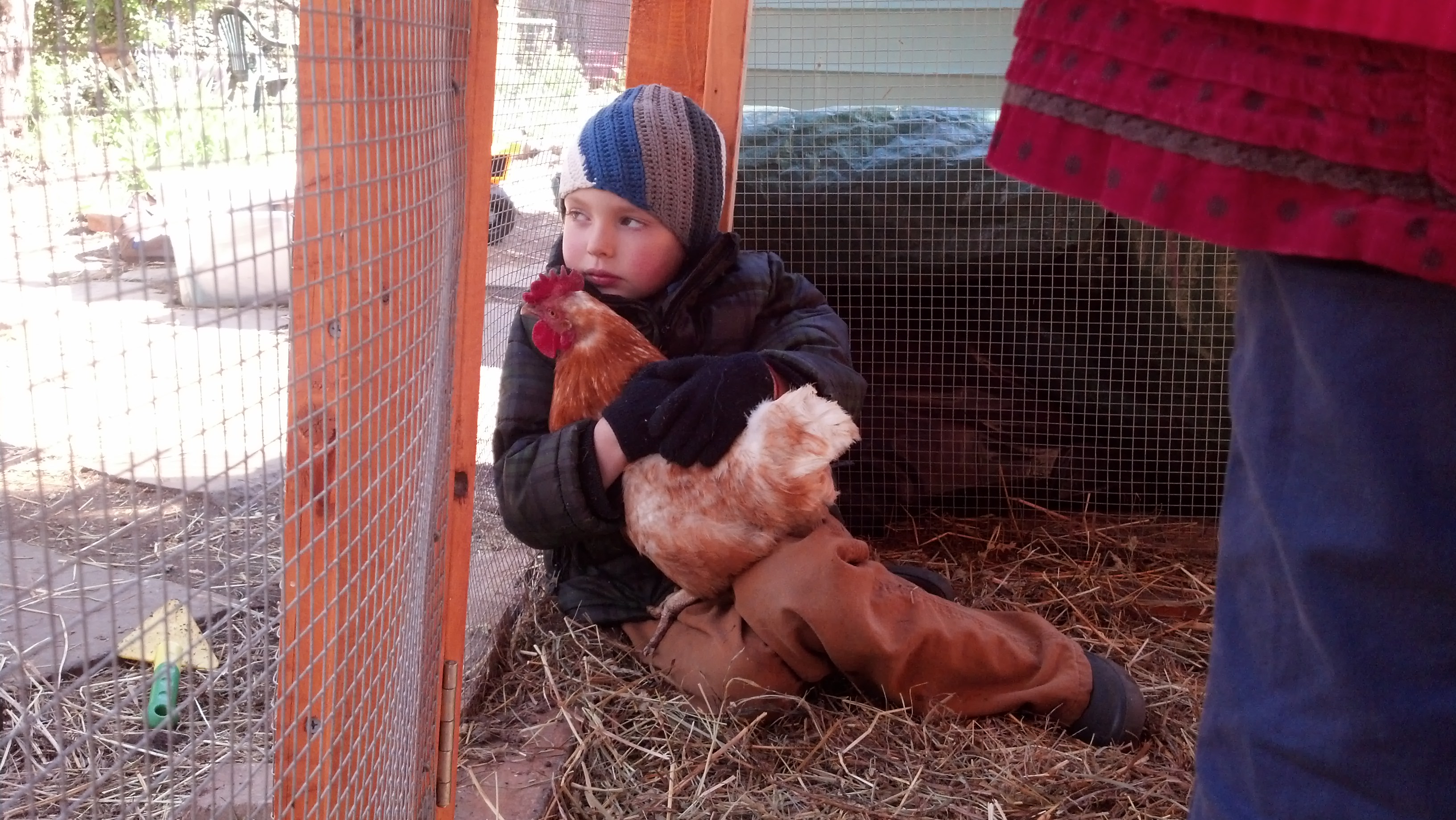 Arlo & Chickens