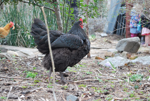 chicken