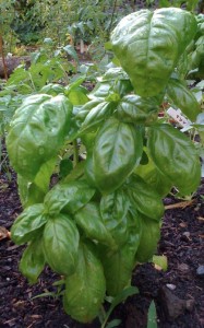 basil