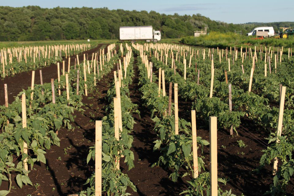 csa-farm