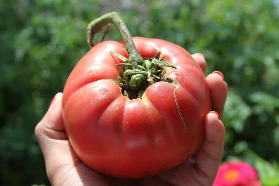 tomato