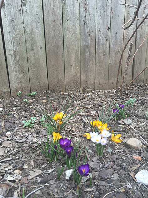 spring-graden-02